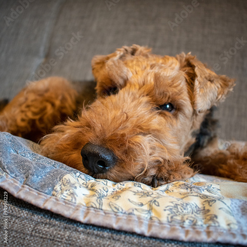 Welsh terrier sitting on the floor. House interior domestic pet. Breed terrier dog.