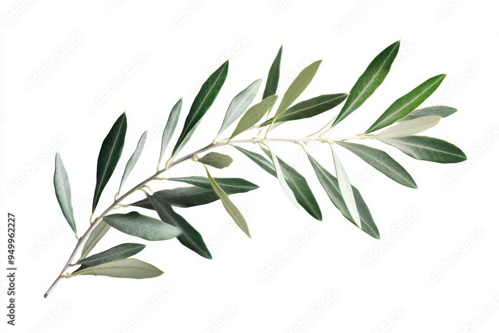 Fototapeta premium Branch of a olive tree with leaves isolated on white background