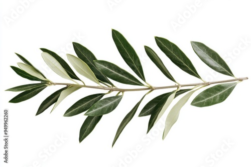 Branch of a olive tree with leaves isolated on white background