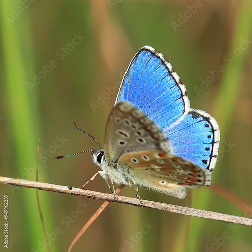 Obraz na płótnie Adonis blue butterfly posing on meadow