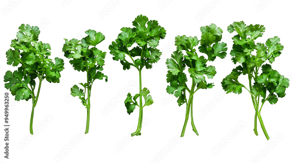 Obraz premium A row of green herbs, including parsley, cilantro, and basil