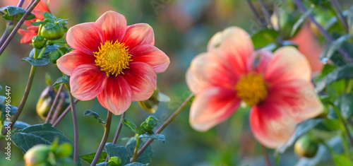 Wallpaper Mural Beautiful close-up of a single-flowered dahlia Torontodigital.ca