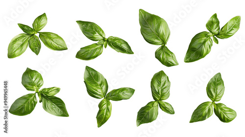 A row of green plants are lined up on a white background