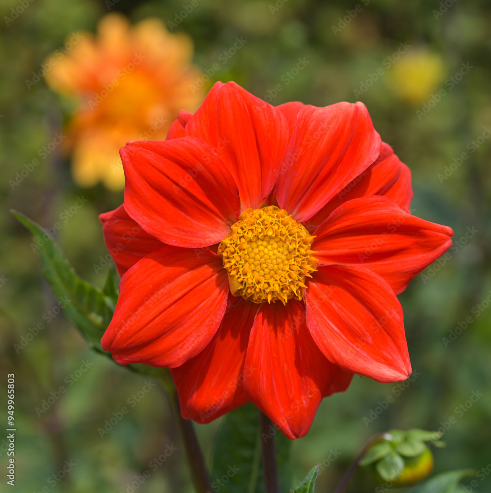 Beautiful close-up of a red dahlia Beautiful close-up of a red dahlia