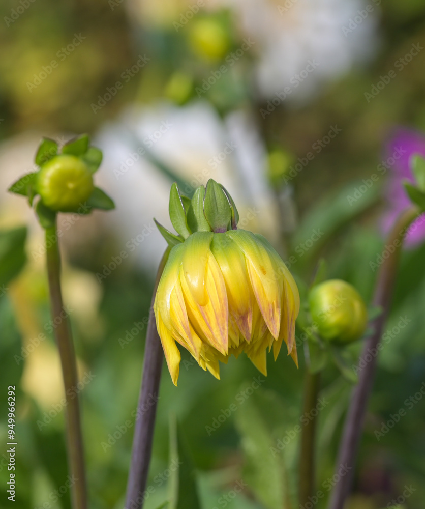 Beautiful close-up of a dahlia bud Beautiful close-up of a dahlia bud