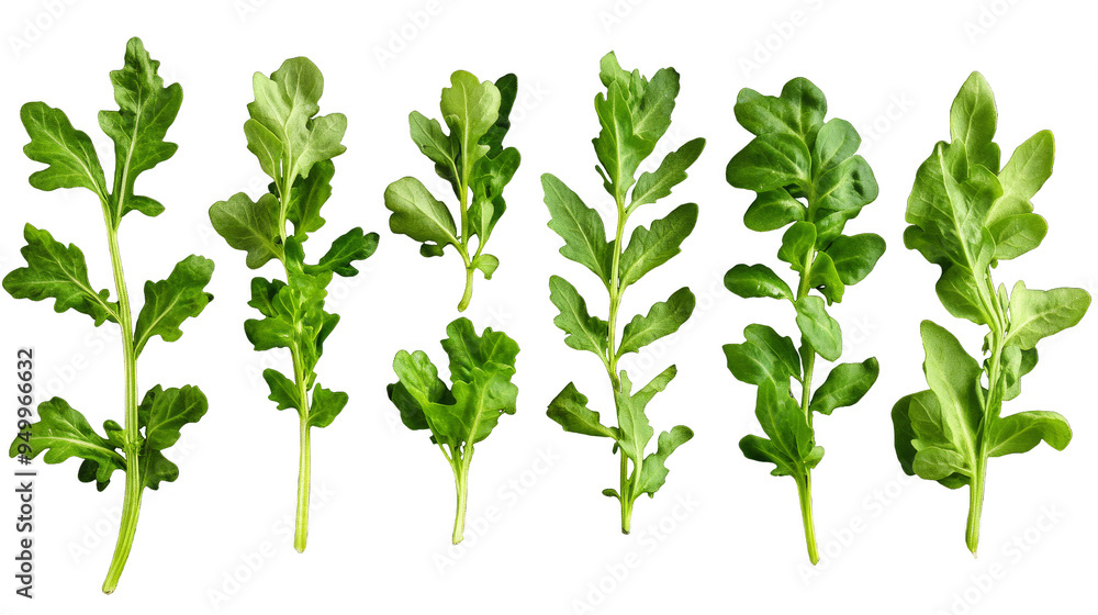 A collection of green plants rucola with different shapes and sizes A collection of green plants rucola with different shapes and sizes