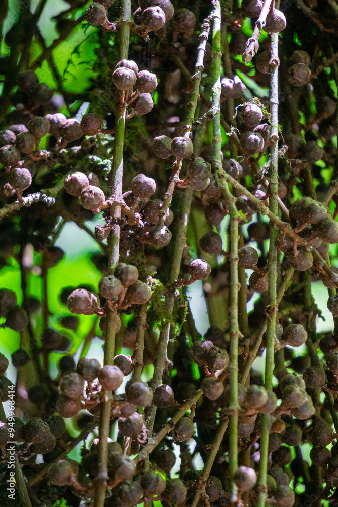 Obraz premium Ficus Pungens fruit. Ficus is a genus of about 850 species of woody trees, shrubs, vines, epiphytes and hemiepiphytes in the family Moraceae.