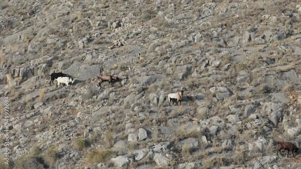 A herd of mountain goats climbs a rocky slope in the early morning. Varied coats, some white, brown, or spotted, moving across steep, barren terrain. A herd of mountain goats climbs a rocky slope in the early morning. Varied coats, some white, brown, or spotted, moving across steep, barren terrain.