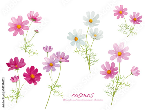 水彩手書きタッチのコスモスの花のシンプルなカットイラスト