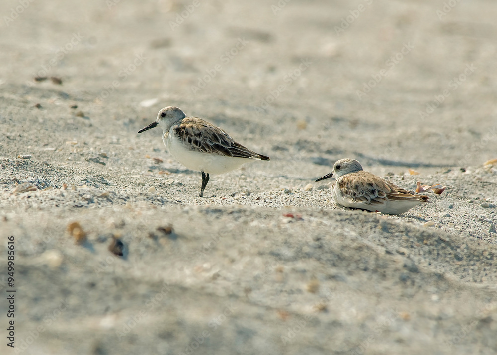 A pair of adult Sanderlings, Calidris alba, in the sand along the shore of Florida. One is standing , the other is resting. A pair of adult Sanderlings, Calidris alba, in the sand along the shore of Florida. One is standing , the other is resting.
