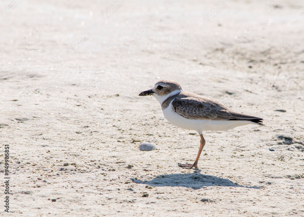 Adult, non-breeding Wilson's Plover, Anarhynchus wilsonia, standing on the sea shore in Florida. Adult, non-breeding Wilson's Plover, Anarhynchus wilsonia, standing on the sea shore in Florida.