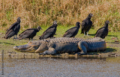 A close up of a group of black vultures gathered on the river shore alongside a large alligator basking in the sun. photo