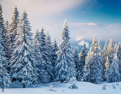 During winter, pine trees covered in heavy snow stay atop the taiga and Siberian forest