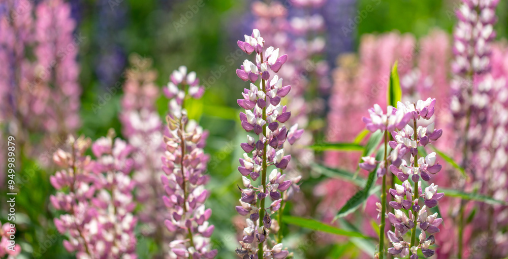 Obraz premium Lupine flowers in nature. Close-up