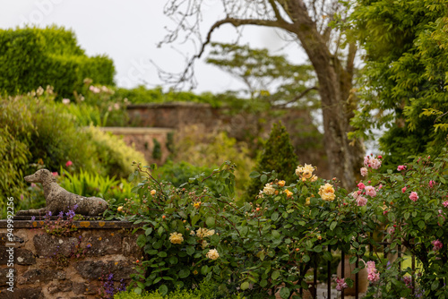 flowers in the garden