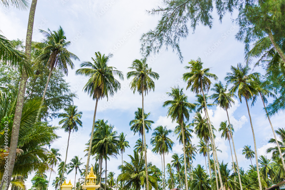 Coconut palm tree on sea beach against blue sky with cloud Coconut palm tree on sea beach against blue sky with cloud