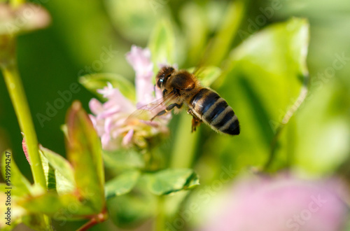 Bee on a pink clover flower. Macro