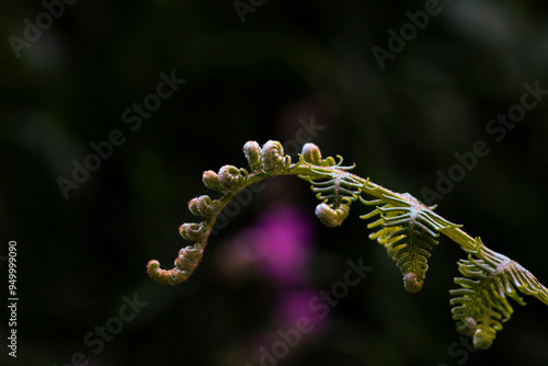 Close up of fern