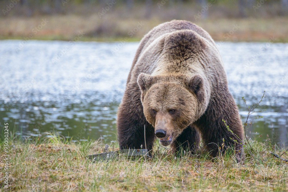Eurasian brown bear (Ursus arctos, Ursus arctos arctos) prowling near a lake in Northern Finland. Face-on view. Eurasian brown bear (Ursus arctos, Ursus arctos arctos) prowling near a lake in Northern Finland. Face-on view.