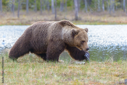 Eurasian brown bear (Ursus arctos, Ursus arctos arctos) prowling near a lake in Northern Finland. Profile view. photo