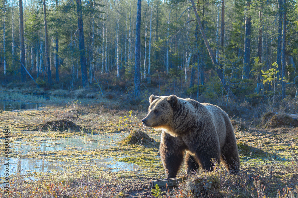Eurasian brown bear (Ursus arctos, Ursus arctos arctos) prowling in Finnish woodland. Oblique view. Eurasian brown bear (Ursus arctos, Ursus arctos arctos) prowling in Finnish woodland. Oblique view.