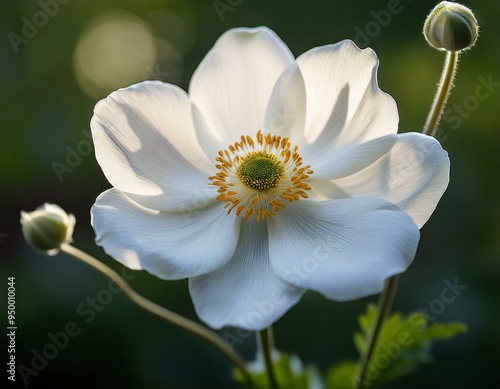 This high-quality image captures delicate details of a white anemone flower. photo