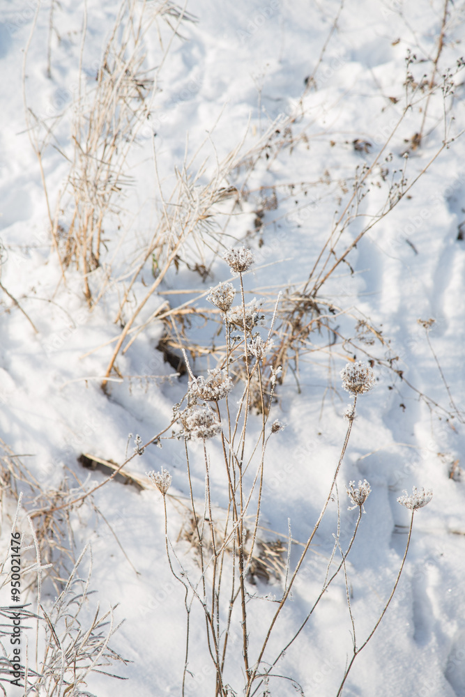 Winter landscape in Riem, Munich, Bavaria, Germany: Hoarfrost covers grass and reed at the bank of the frozen lake - nature texture, ecology concept, closeup, background Winter landscape in Riem, Munich, Bavaria, Germany: Hoarfrost covers grass and reed at the bank of the frozen lake - nature texture, ecology concept, closeup, background