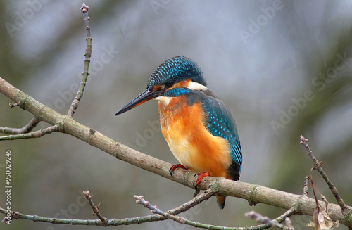 Photos Eisvogel (Alcedo atthis)