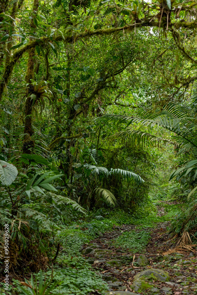 Rural path in the middle of the dense Rainforest, nature and travel concept, Chiriqui, Panama - stock photo