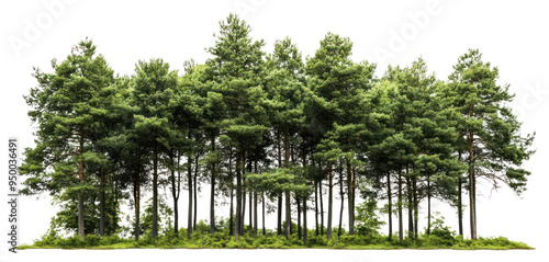 Fototapeta Naklejka Na Ścianę i Meble -  PNG Lush green forest trees nature