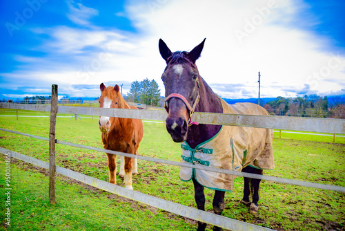 Horses, horses - everyone calls them whatever. Beautiful animals. photo