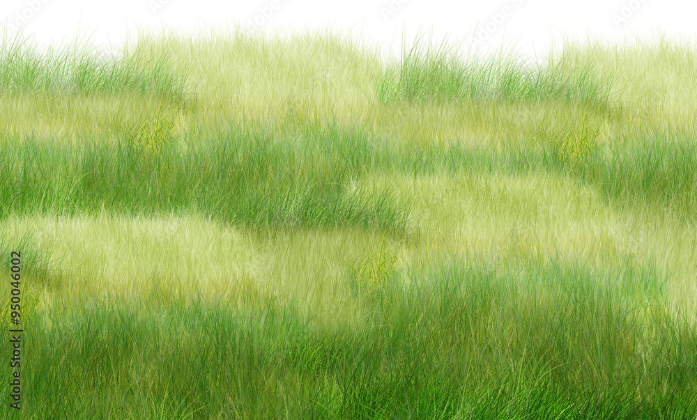 Fototapeta premium Green grass, natural outdoors, high grass surface green, split on a white background