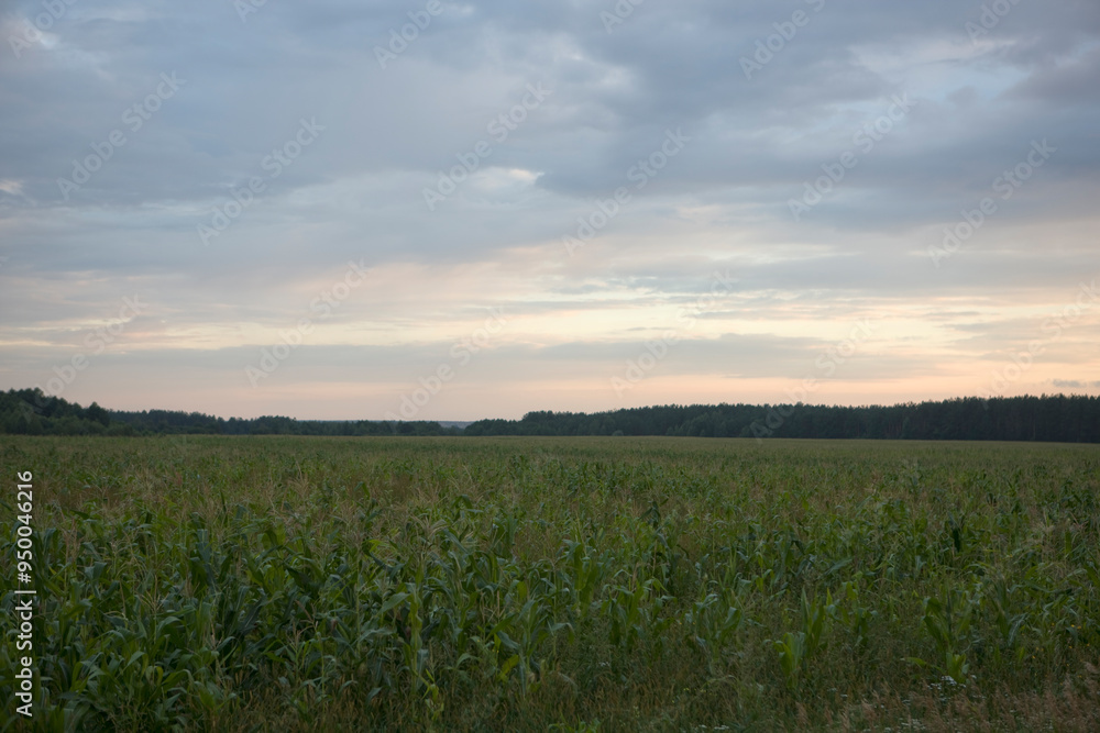 Bryansk region landscape on a cloudy summer day Bryansk region landscape on a cloudy summer day