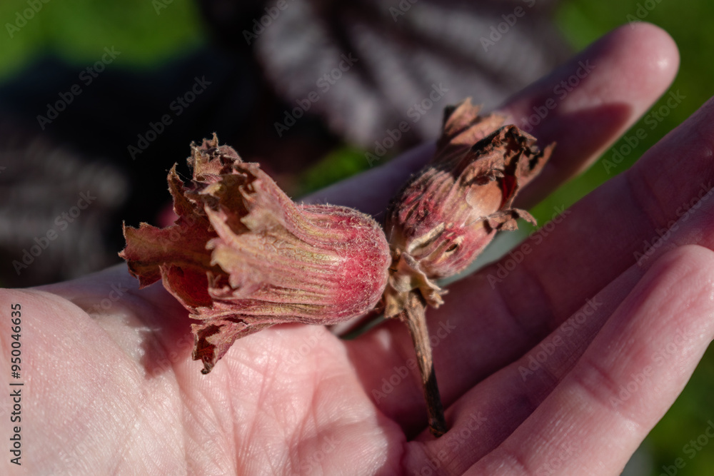 Obraz premium Purple hazel with hazelnuts, corylus maxima purpurea