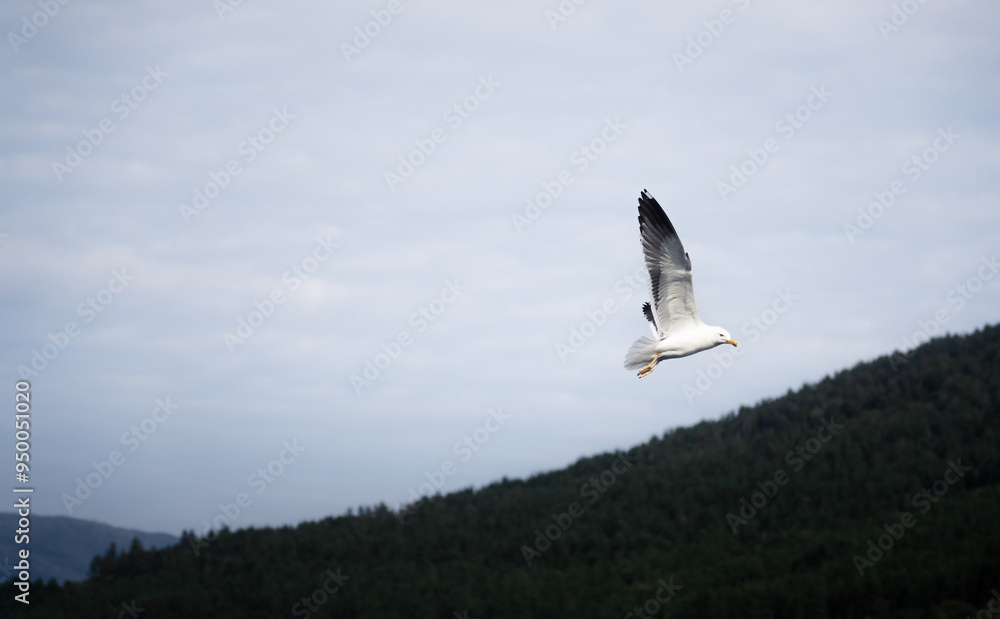 Obraz premium seagull gliding through the fjords of Norway