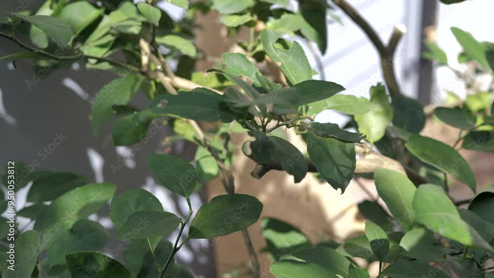 Gardener pruning lemon tree