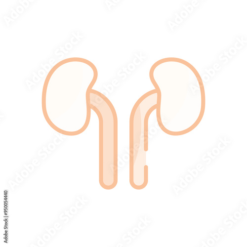 Kidneys vector icon