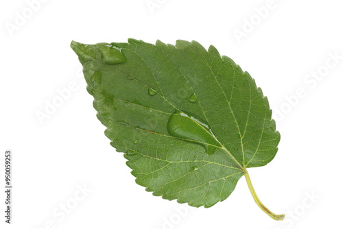 Obraz na plátně mulberry tree leaf isolated on white