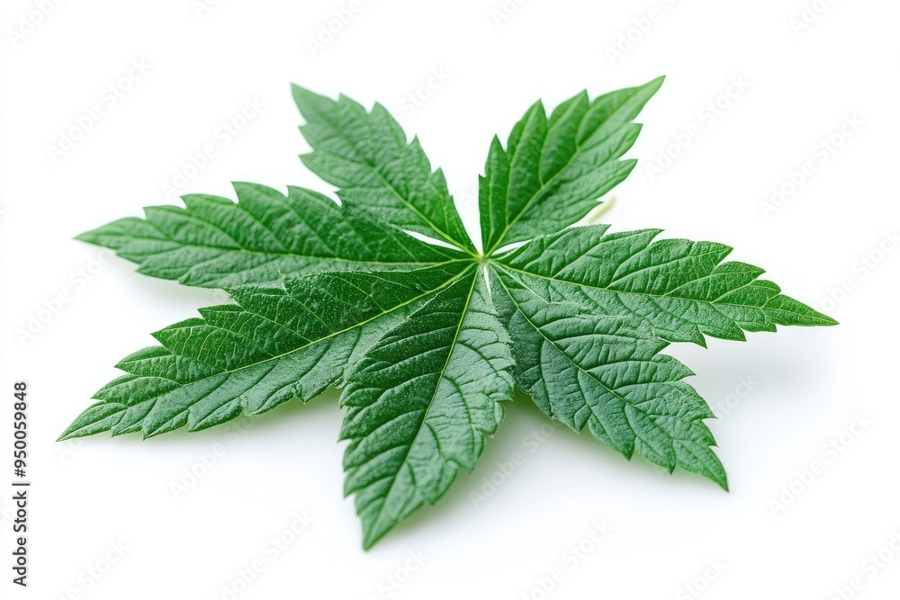 Fresh green leaves with water drops lying on white background Fresh green leaves with water drops lying on white background