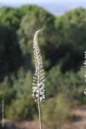 Cuadro en lienzo flowers of drimia maritima (L)  stearn