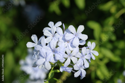 flowers of plmbago auriculata lam plant photo