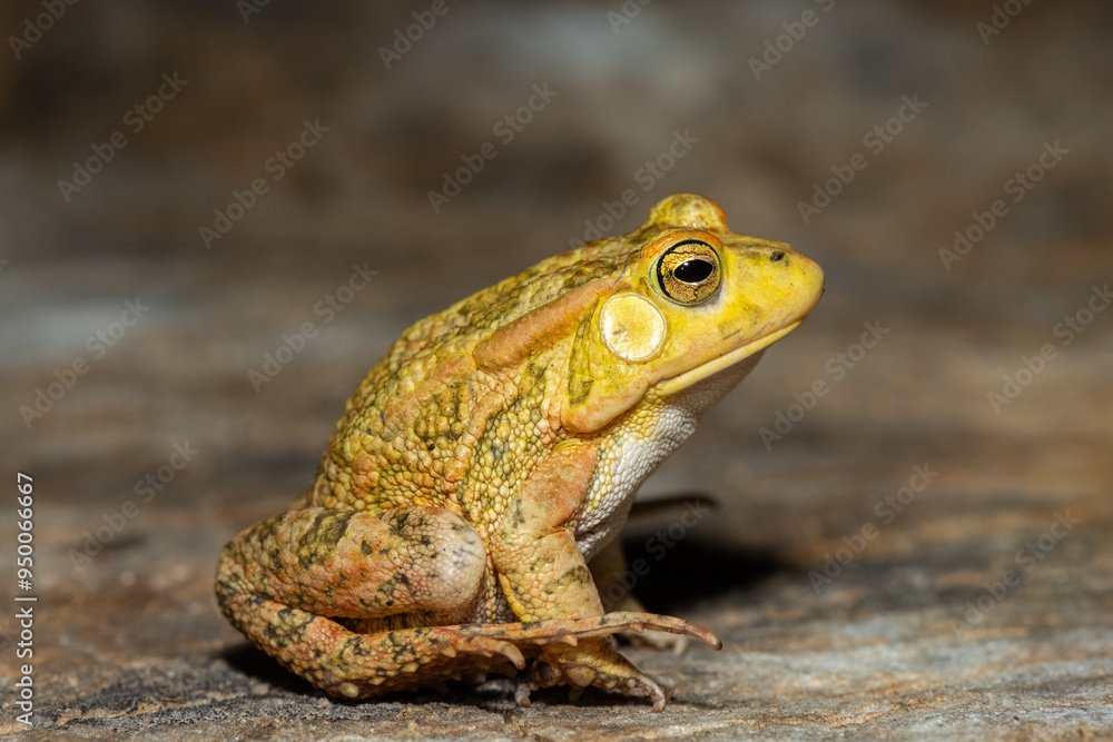 Obraz premium A beautiful Lemaire’s Toad (Sclerophrys lemairii) near the Barotse Floodplain, western Zambia