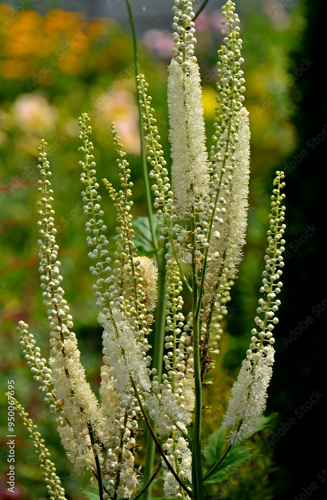Pluskwica groniasta, sercolistna, świecznica groniasta, Cimicifuga racemosa, kwitnąca pluskwica, Actaea racemosa, black cohosh, black bugbane, black snakeroot, rattle-top, fairy candle