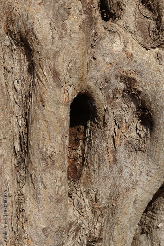 trunk of an old olive tree