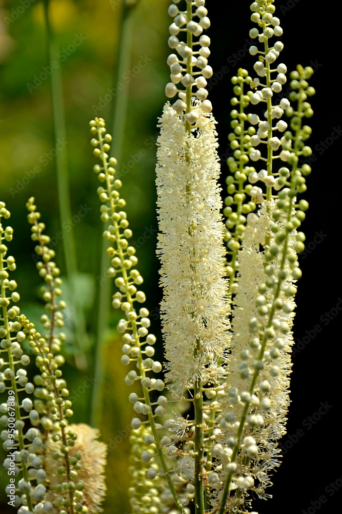 Pluskwica groniasta, sercolistna, świecznica groniasta, Cimicifuga racemosa, kwitnąca pluskwica, Actaea racemosa, black cohosh, black bugbane, black snakeroot, rattle-top, fairy candle