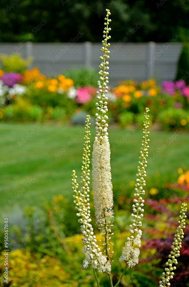 Pluskwica groniasta, sercolistna, świecznica groniasta, Cimicifuga racemosa, kwitnąca pluskwica, Actaea racemosa, black cohosh, black bugbane, black snakeroot, rattle-top, fairy candle