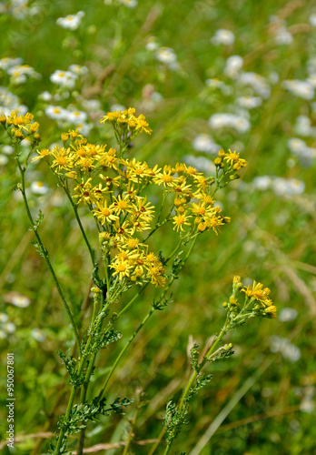 Obraz na płótnie Starzec jakubek, Jacobaea vulgaris, Senecio jacobaea, ragwort, common ragwort, stinking willie, tansy ragwort, benweed, St. James-wort, dziki starzec w salonie