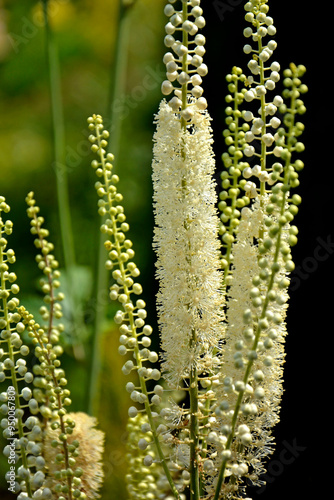 Obraz na płótnie Pluskwica groniasta, sercolistna, świecznica groniasta, Cimicifuga racemosa, kwitnąca pluskwica, Actaea racemosa, black cohosh, black bugbane, black snakeroot, rattle-top, fairy candle w salonie