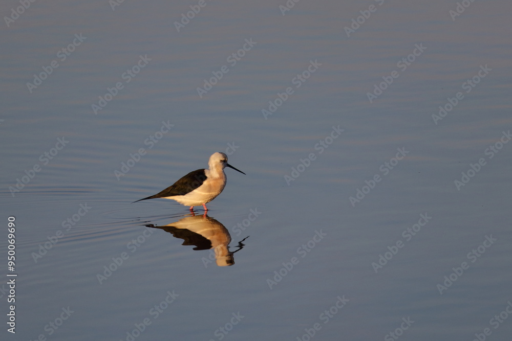 black-winged stilt black-winged stilt