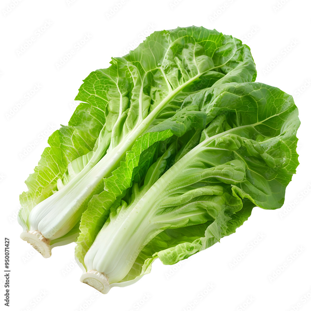 Fresh Green Bok Choy Fresh Green Bok Choy